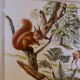 School and pedagogical poster, old cardboard, Herbier Eleven Bossen, vintage