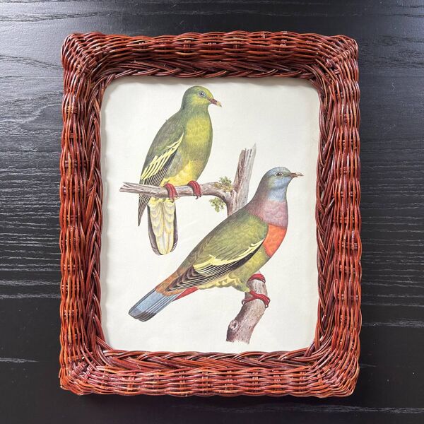 Cadre en rotin et planche ornithologique