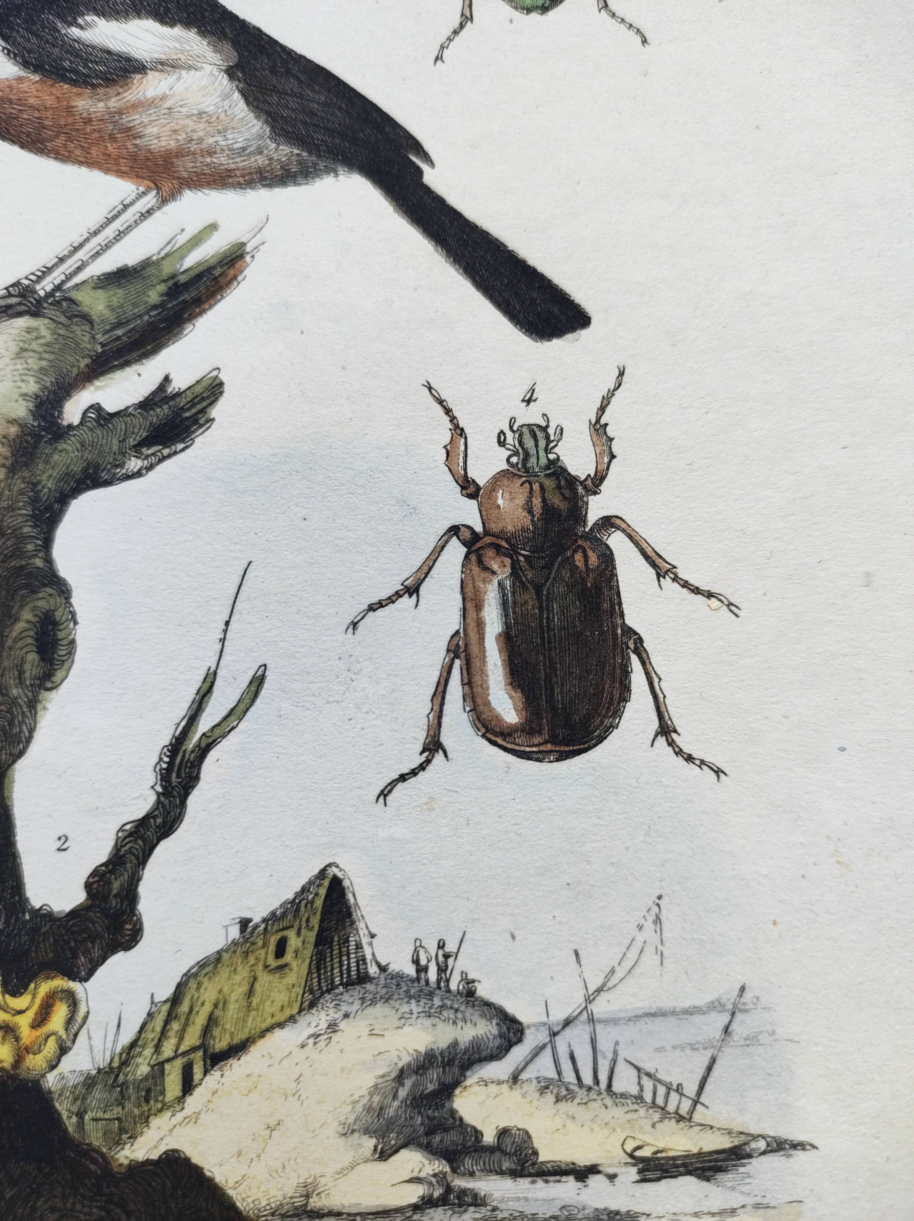 Gravure ancienne de 1838 -Oiseau Traquet - Planche coloriée à la main zoologique et botanique