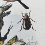 Gravure ancienne de 1838 -Oiseau Traquet - Planche coloriée à la main zoologique et botanique