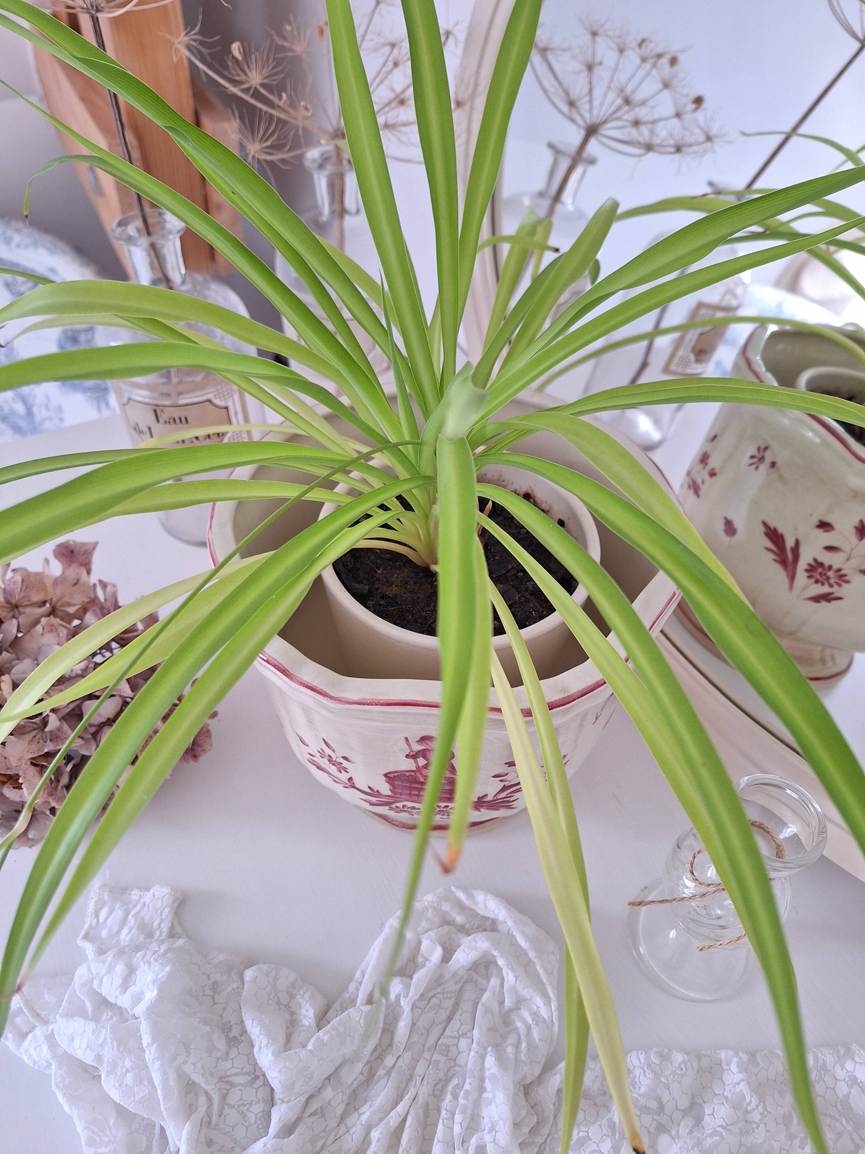 Longchamp pink planter