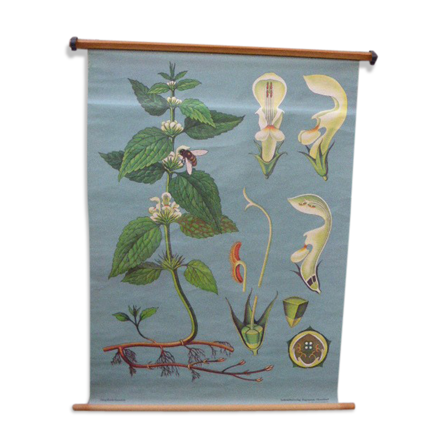 Botanical poster plant medicinal by Jung-Koch-Quentell, created in 1960, collector and vintage linen