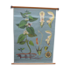 Botanical poster plant medicinal by Jung-Koch-Quentell, created in 1960, collector and vintage linen