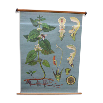 Botanical poster plant medicinal by Jung-Koch-Quentell, created in 1960, collector and vintage linen