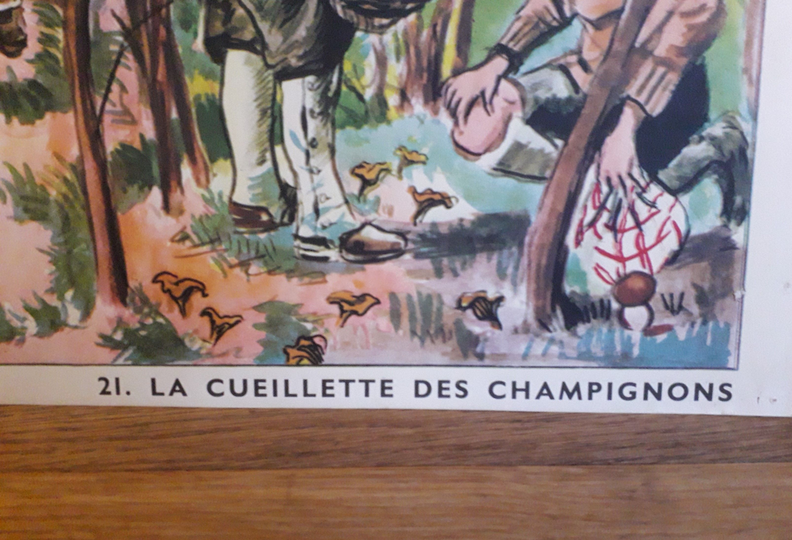 School poster of the 50s, Rossignol editions, mushroom picking