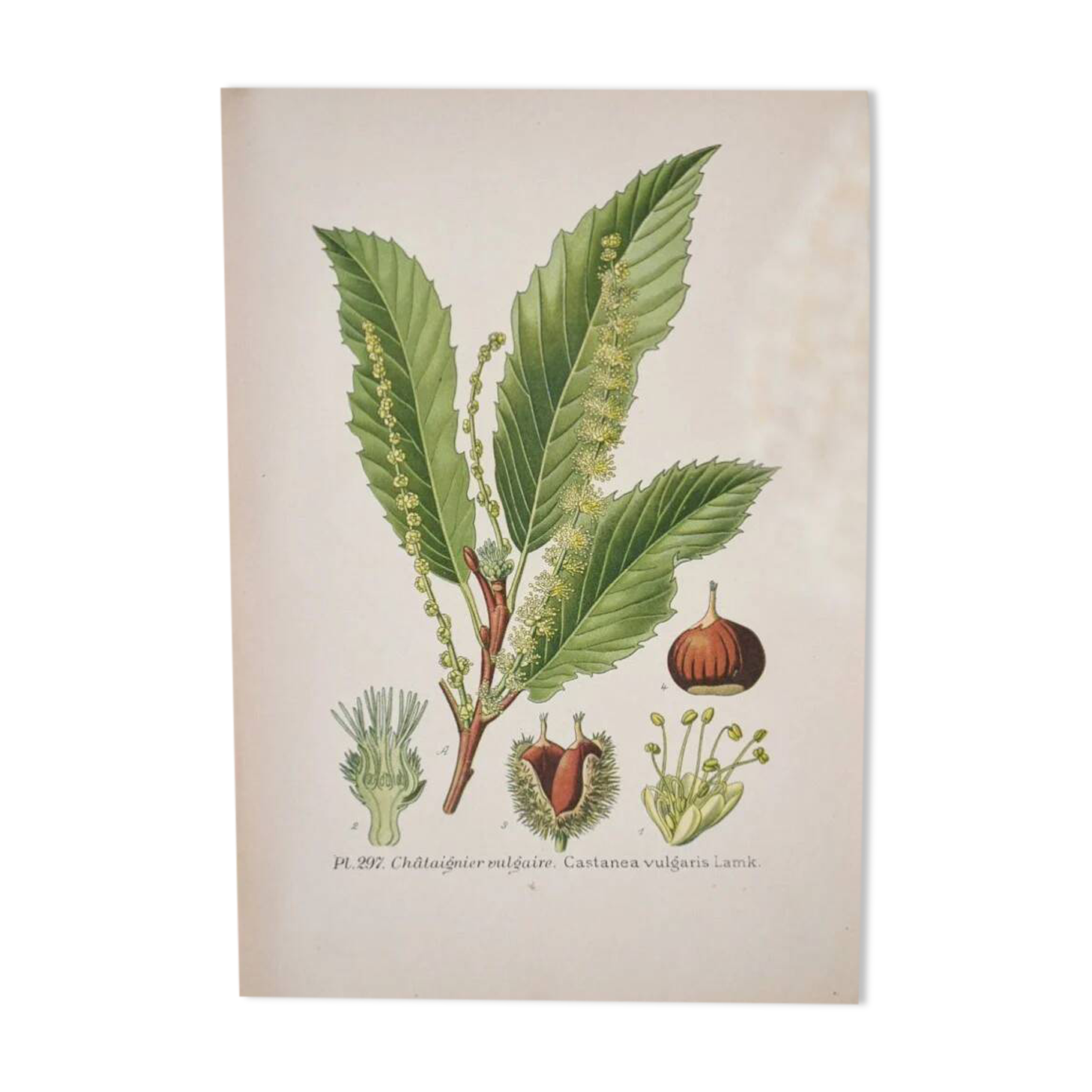 Planche de botanique Châtaignier