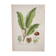 Planche de botanique Châtaignier