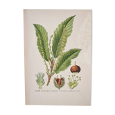 Botanical plates of the chestnut tree