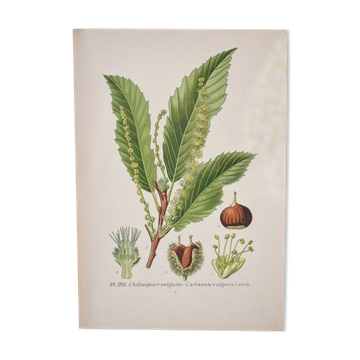 Botanical plates of the chestnut tree