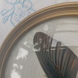 True butterfly frame