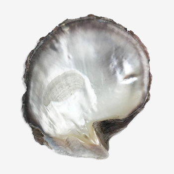 Empty-pocket in mother-of-pearl shell