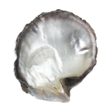 Empty-pocket in mother-of-pearl shell
