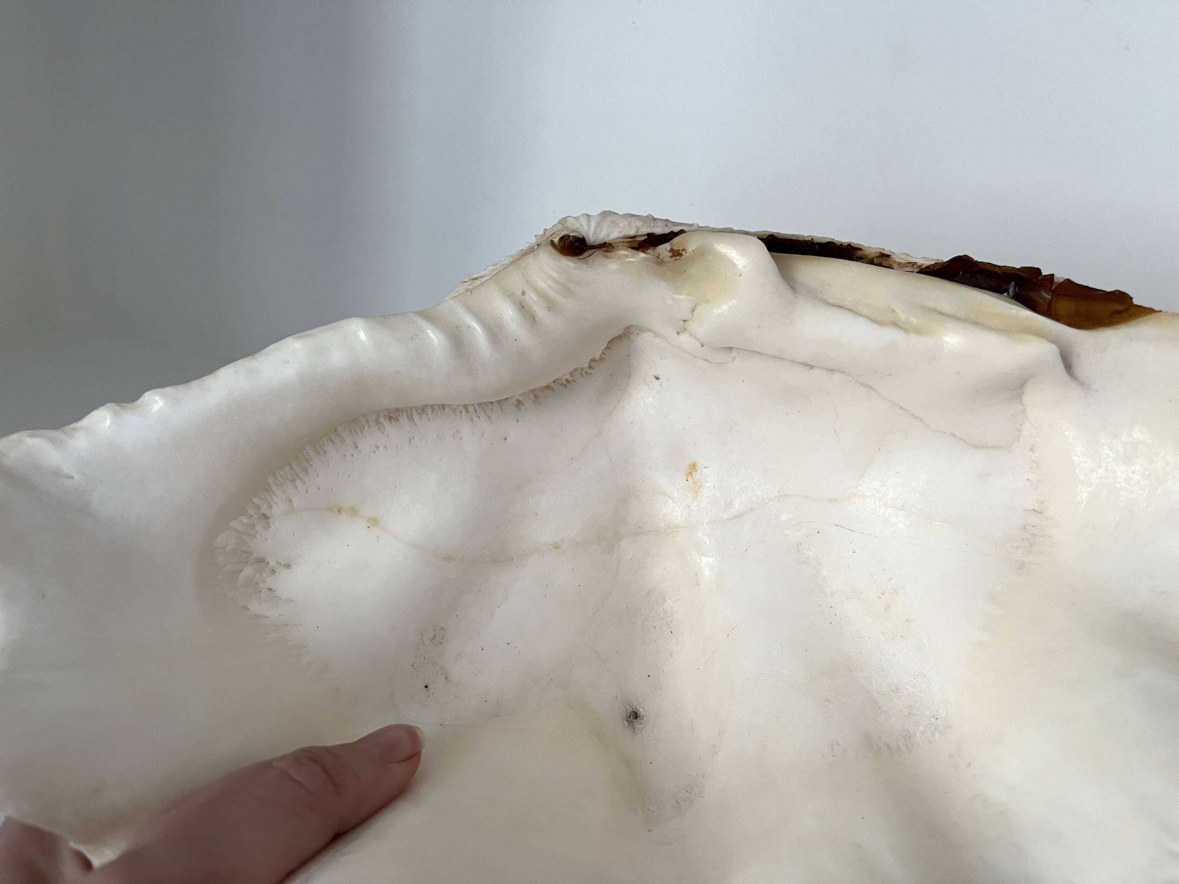 Authentic vintage giant bivalve shell, tridacna gigas shell.