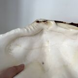 Authentic vintage giant bivalve shell, tridacna gigas shell.