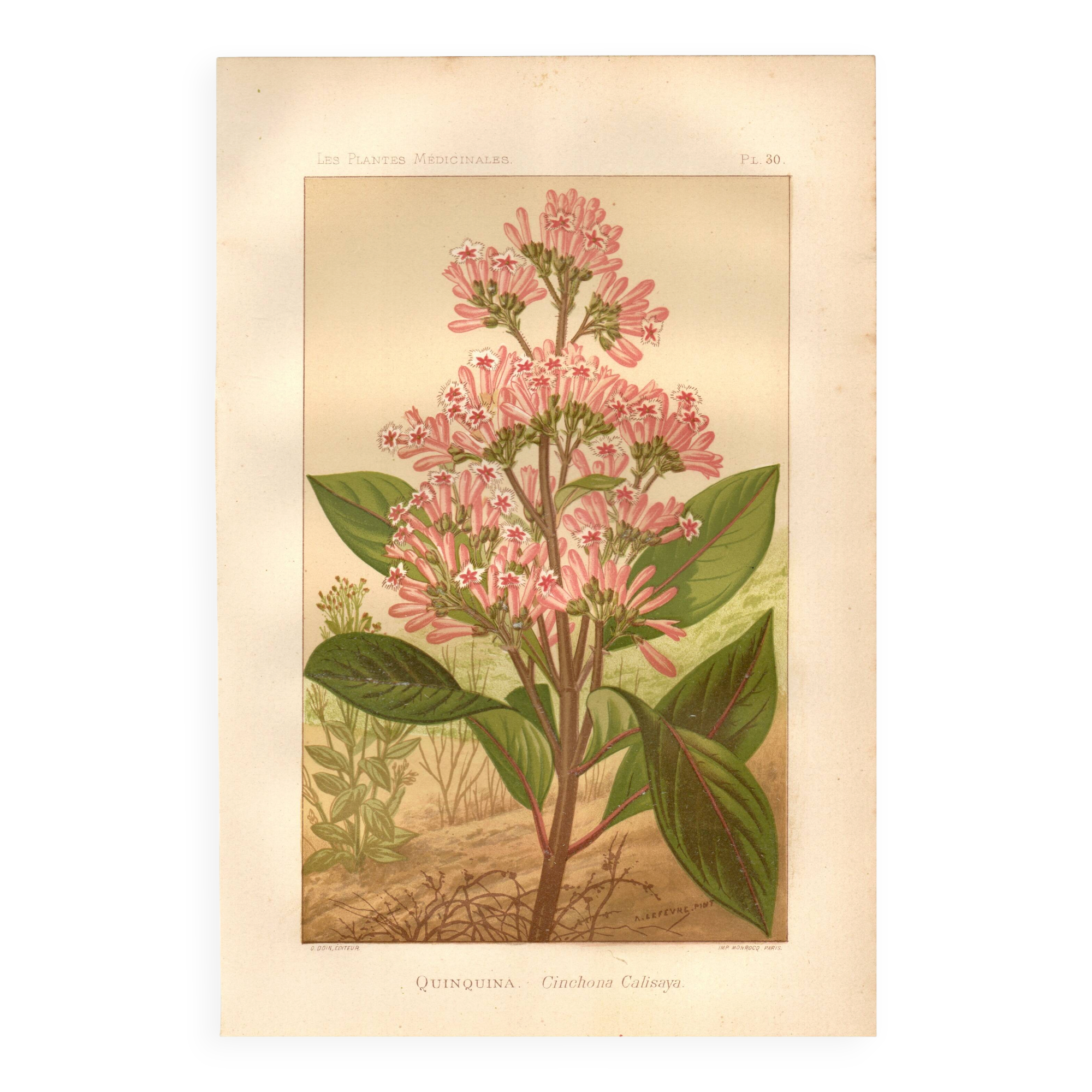 Botanical engraving from 1889. Cinchona by A. Lefevre - Colour lithograph.