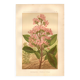Botanical engraving from 1889. Cinchona by A. Lefevre - Colour lithograph.