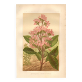 Botanical engraving from 1889. Cinchona by A. Lefevre - Colour lithograph.