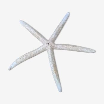 Authentic starfish
