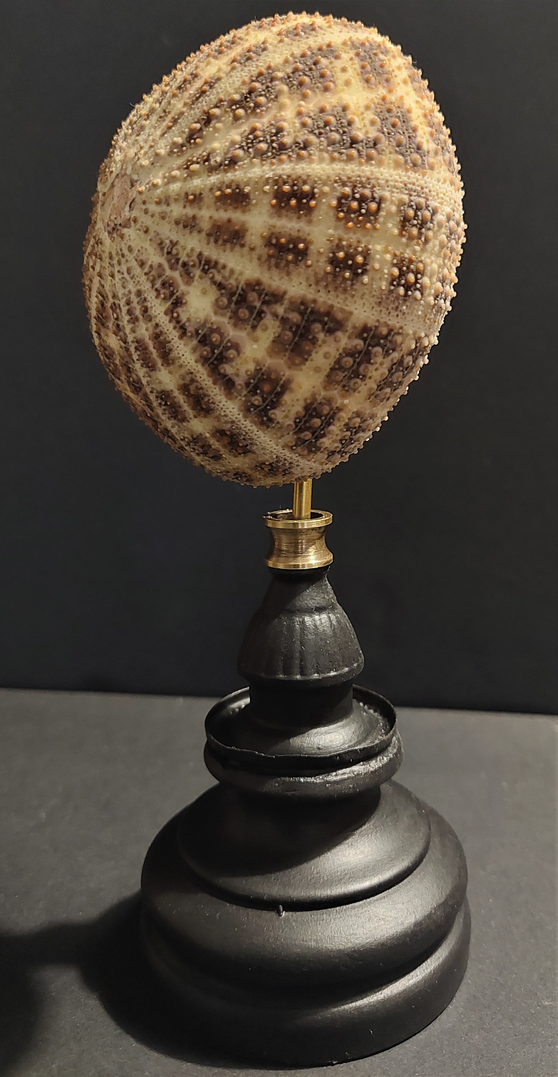 Cabinet of Curiosities sea urchin toxopneustes pileolus on base