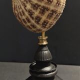 Cabinet of Curiosities sea urchin toxopneustes pileolus on base