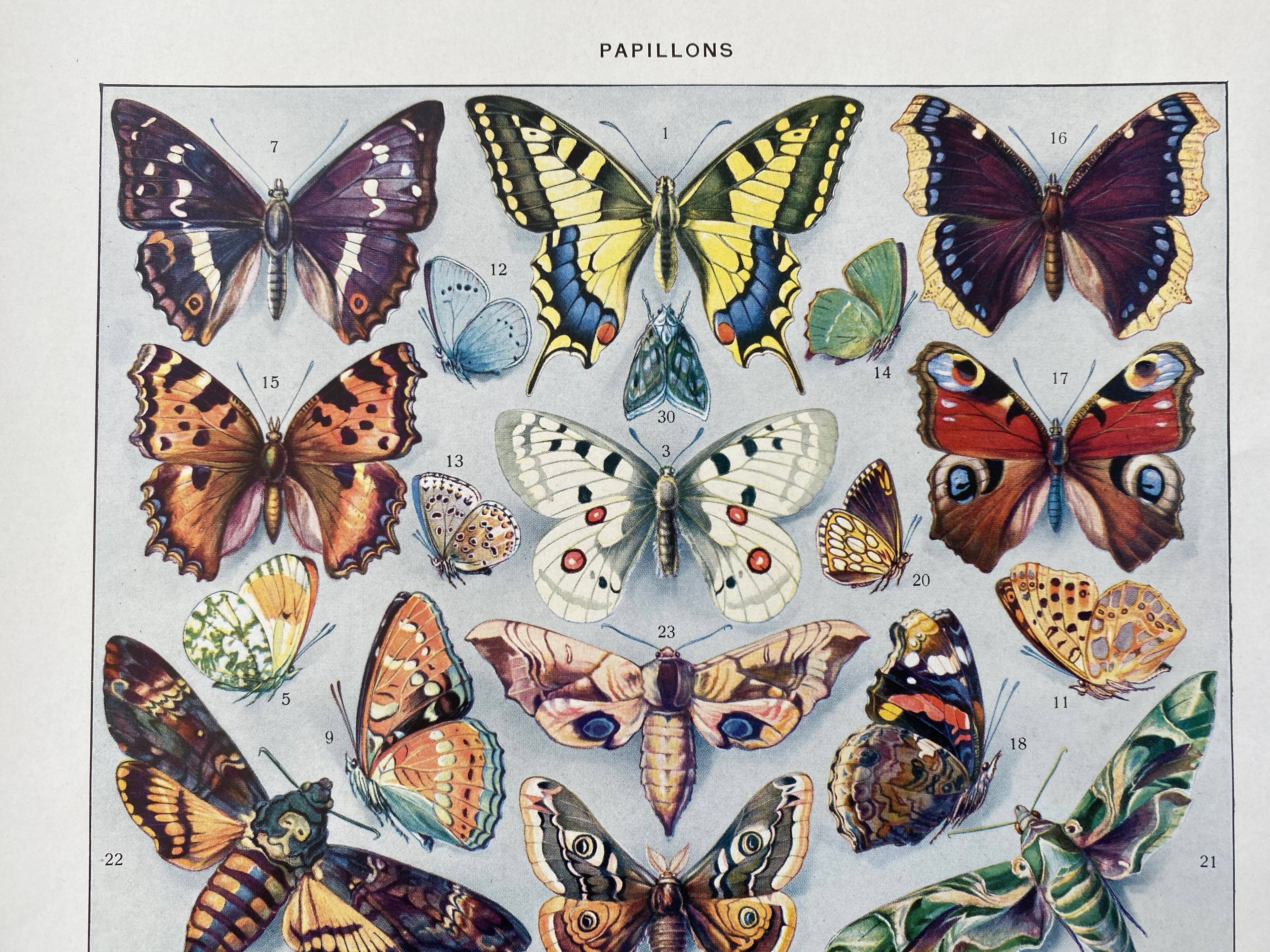 Old illustration Millot "butterflies"