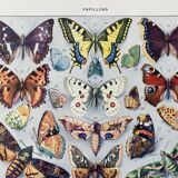 Old illustration Millot "butterflies"