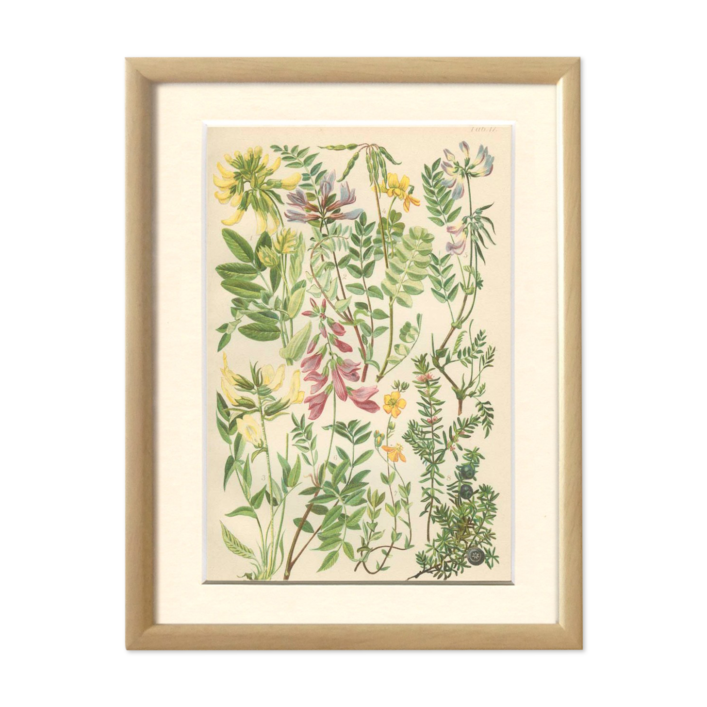 Botanical plate 1906: phaque des frimas, oxtropis montana, coronilla, etc (17)