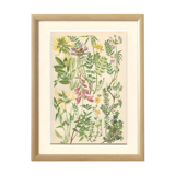Botanical plate 1906: phaque des frimas, oxtropis montana, coronilla, etc (17)