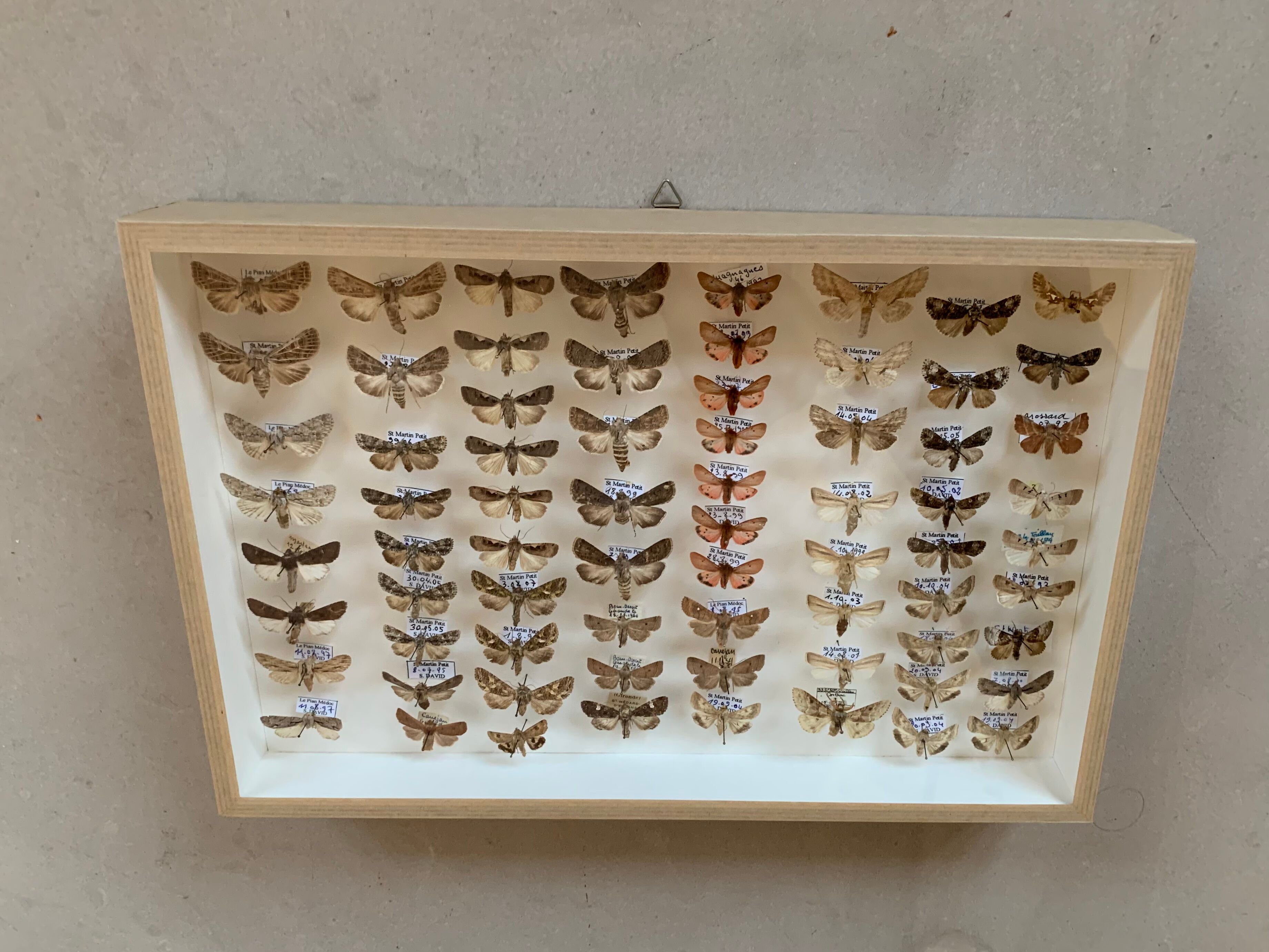 Butterfly frame stuffed under glass