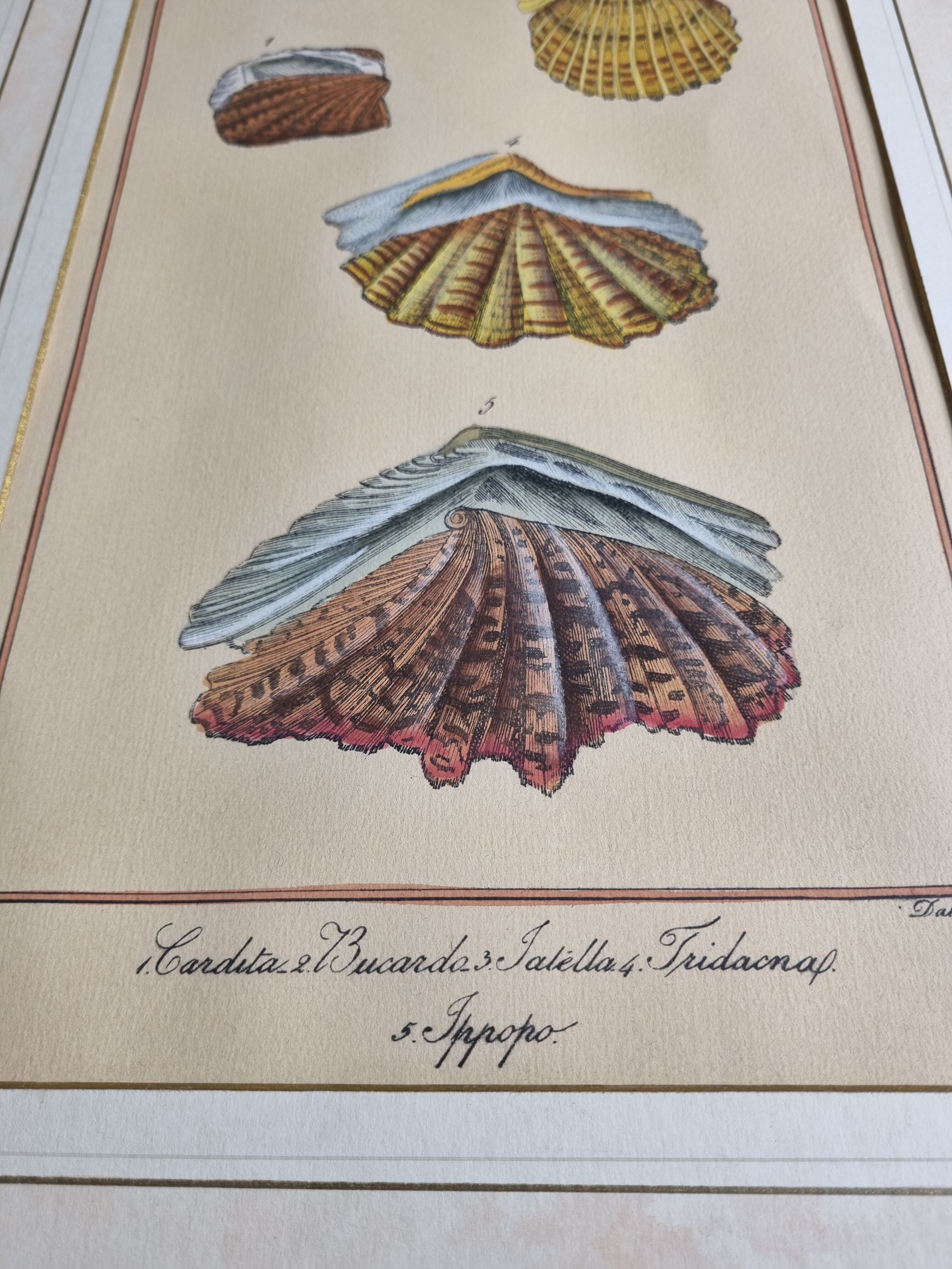 Natural History Plate, Conchyliology, signed, XVIIIth