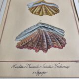 Natural History Plate, Conchyliology, signed, XVIIIth