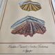 Natural History Plate, Conchyliology, signed, XVIIIth
