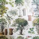 Lithograph on trees from 1928 "linden"