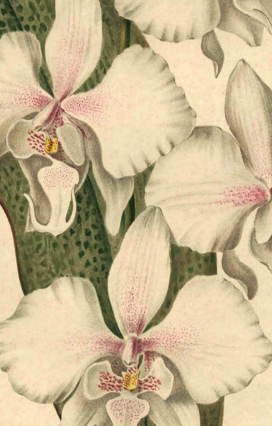 Antique botanical engraving from 1896 by Descamps-Sabouret • Phalaenopsis
