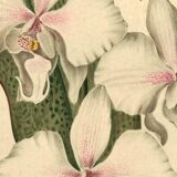 Antique botanical engraving from 1896 by Descamps-Sabouret • Phalaenopsis