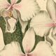 Antique botanical engraving from 1896 by Descamps-Sabouret • Phalaenopsis