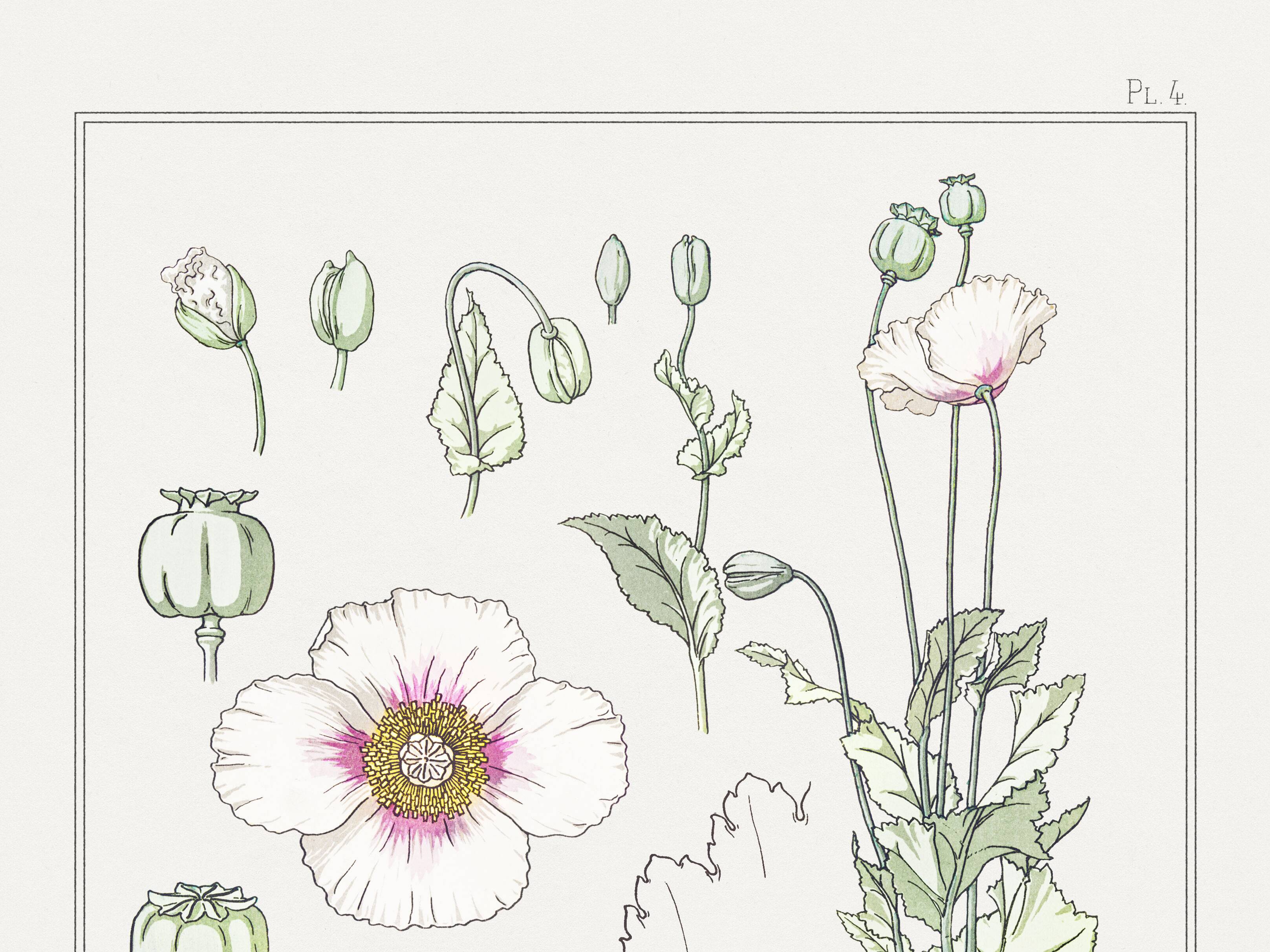 “Poppy” poster, after an Art Nouveau lithograph from 1897