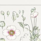 “Poppy” poster, after an Art Nouveau lithograph from 1897