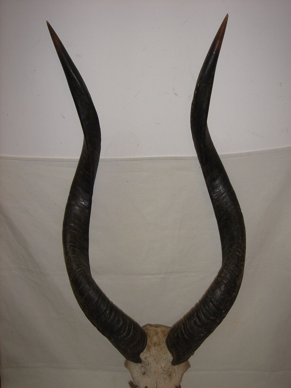 Massacre d'antilope d'Afrique