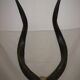 Massacre d'antilope d'Afrique