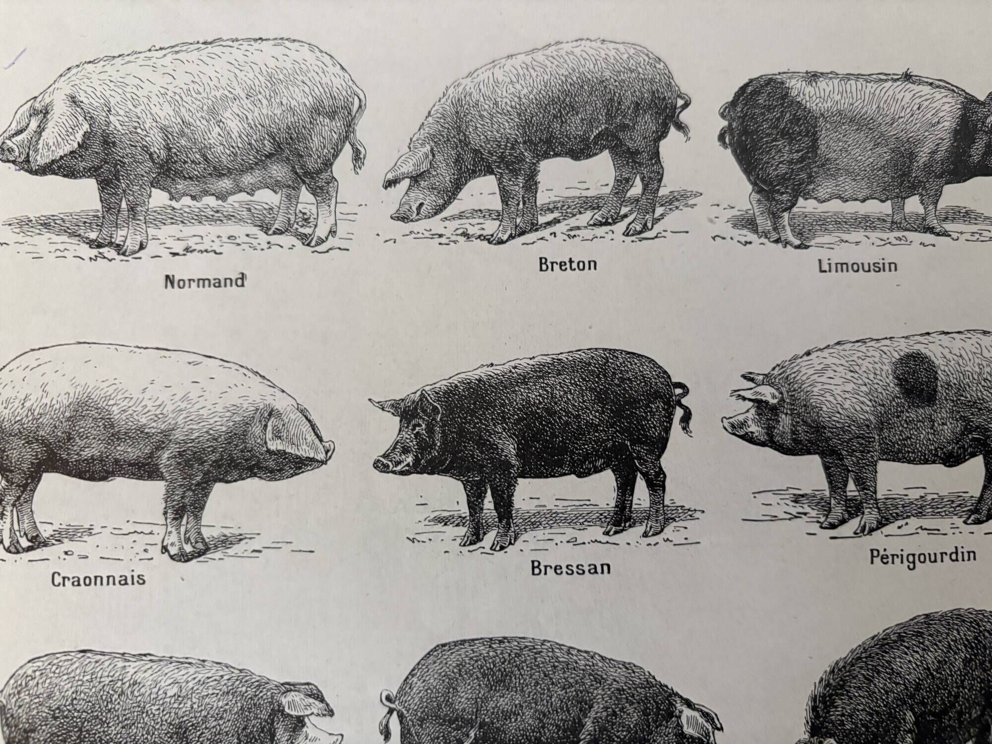 Old engraving of pork (1920)