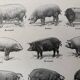 Old engraving of pork (1920)
