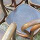 10 chaises Jacob & Joseph Kohn en bois courbé 1900