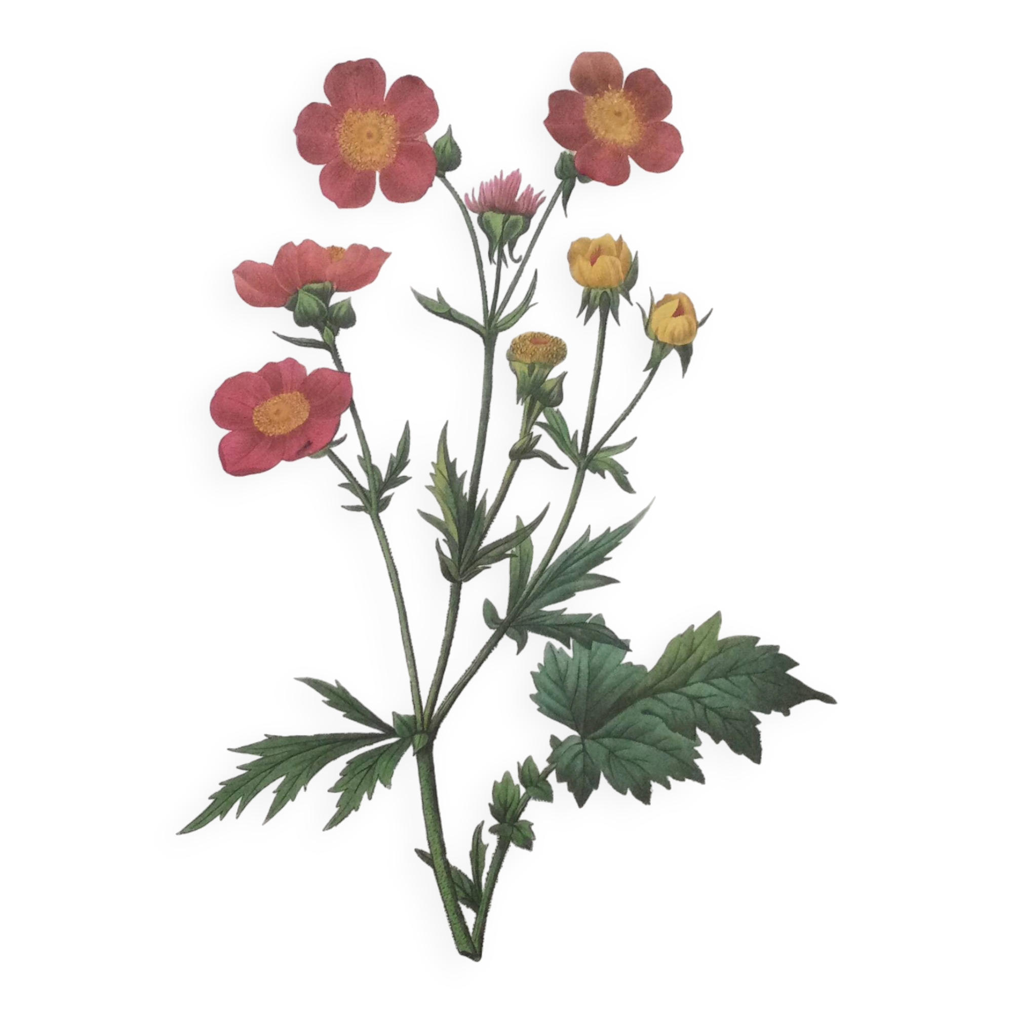 Impression vintage Fleur Benoite écarlate