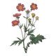 Impression vintage Fleur Benoite écarlate