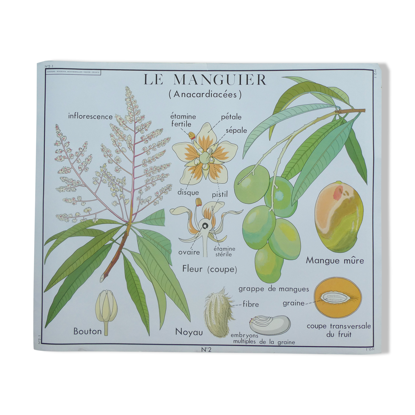 Rossignol educational poster "The cotton and the mango tree" vintage.