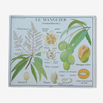 Affiche pédagogique Rossignol "Le cotonnier et le manguier" vintage.