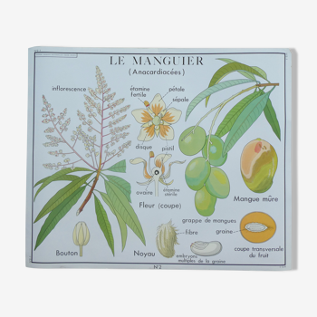 Rossignol educational poster "The cotton and the mango tree" vintage.