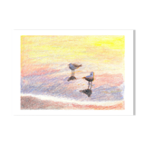 Brunswick Gulls - A4 - Bird SeaScape