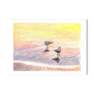 Brunswick Gulls - A4 - Bird SeaScape